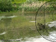 Кавказская выдра 001